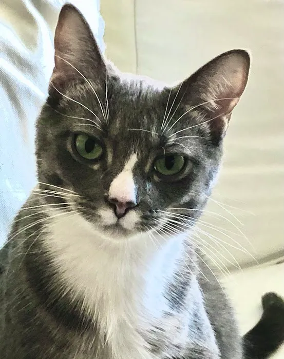 Avon Lake Animal Clinic 12