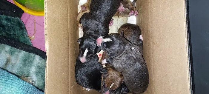 Tipton Veterinary Clinic 1
