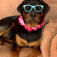 Eastburn Veterinary Services l.l.c. ico