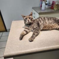 Crooked Creek Animal Hospital ico