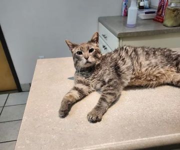 Crooked Creek Animal Hospital