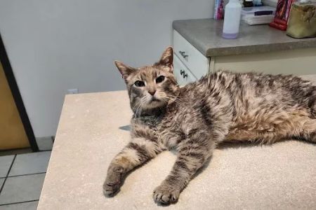 Crooked Creek Animal Hospital