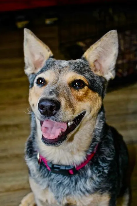 Greenville Veterinary Clinic 7