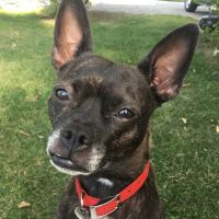 Hillsboro Advanced Veterinary Care ico