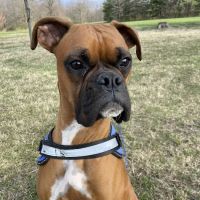 Animal Medical Center Litchfield ico