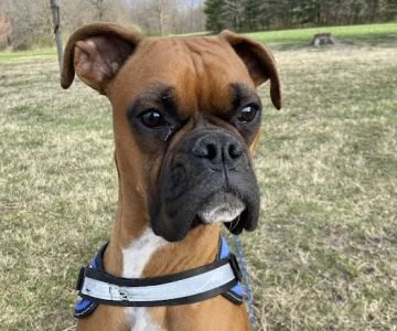 Animal Medical Center Litchfield