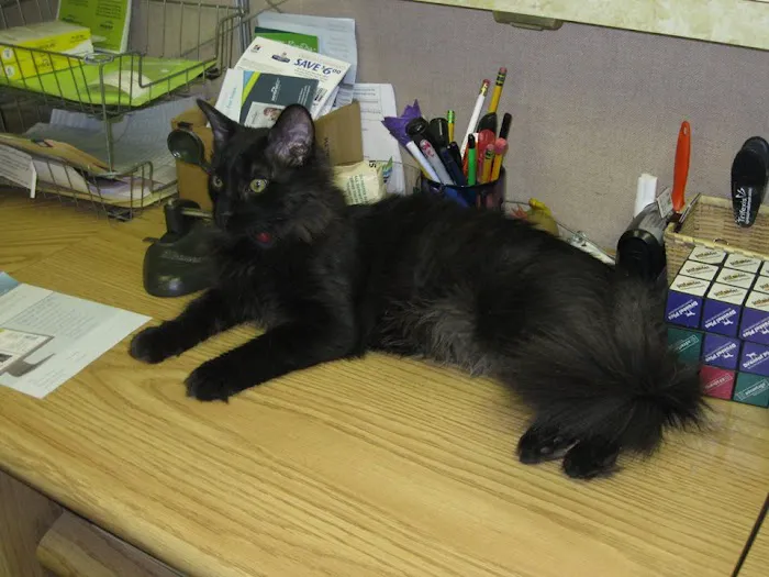 Little's Veterinary Hospital 6