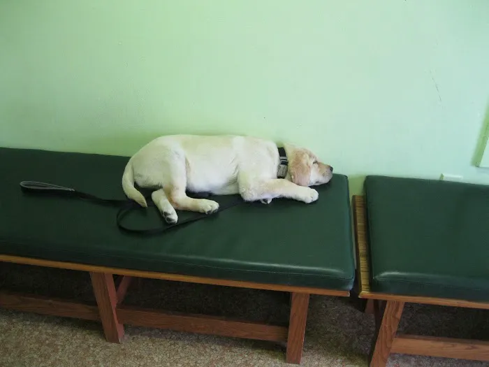 Little's Veterinary Hospital 10