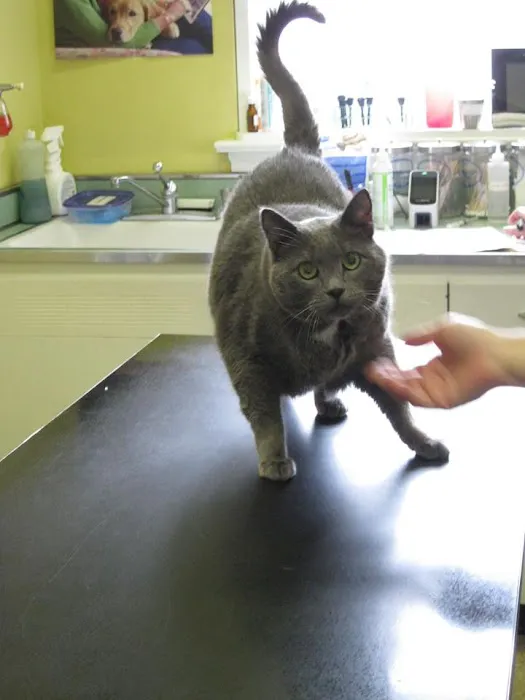 Little's Veterinary Hospital 9