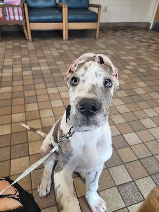 Little's Veterinary Hospital: Dubbs Patrick T DVM 3