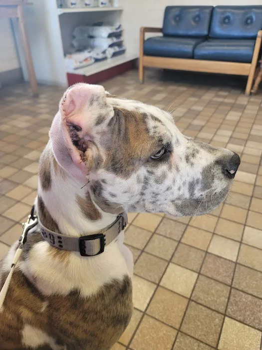 Little's Veterinary Hospital: Dubbs Patrick T DVM 1