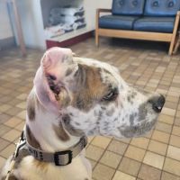 Little's Veterinary Hospital: Dubbs Patrick T DVM ico