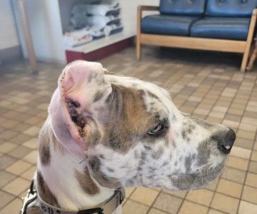 Little's Veterinary Hospital: Dubbs Patrick T DVM