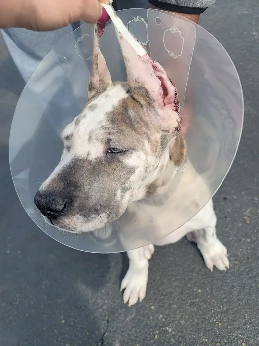 Little's Veterinary Hospital: Dubbs Patrick T DVM 5