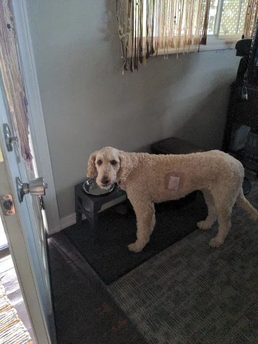 The Animal Hospital on the Golden Strip 6