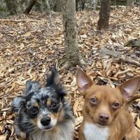 Loyalsock Animal Hospital ico