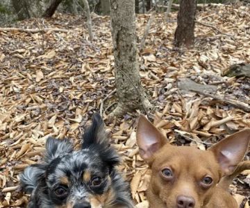 Loyalsock Animal Hospital
