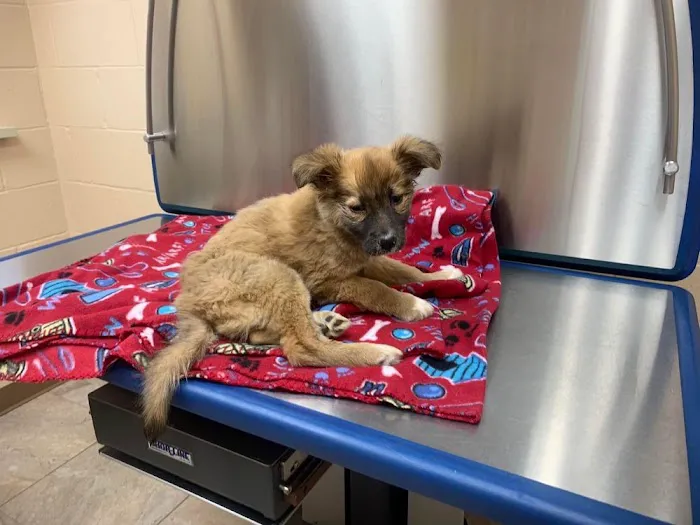 Loyalsock Animal Hospital 2
