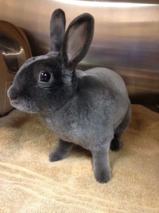 Loyalsock Animal Hospital 4
