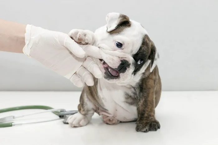 Loyalsock Animal Hospital 7