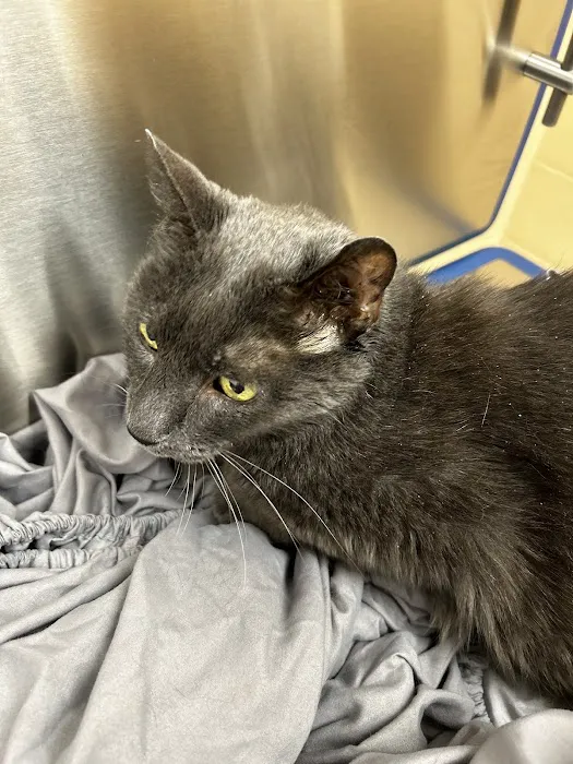 Loyalsock Animal Hospital 6