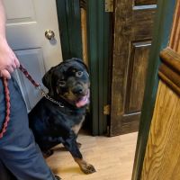 Montoursville Veterinary Hospital ico