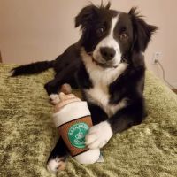 Buddy's Vets - West ico