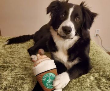 Buddy's Vets - West