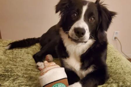 Buddy's Vets - West