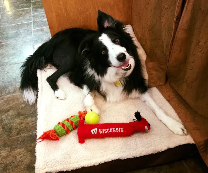 Buddy's Vets - West 12