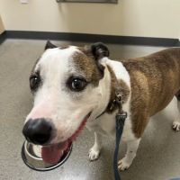 Vetco Total Care Animal Hospital ico