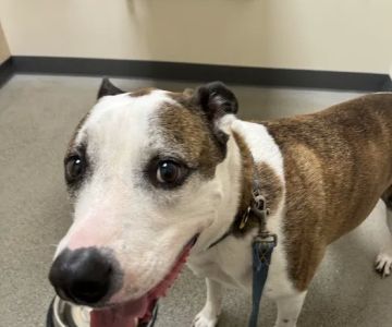 Vetco Total Care Animal Hospital