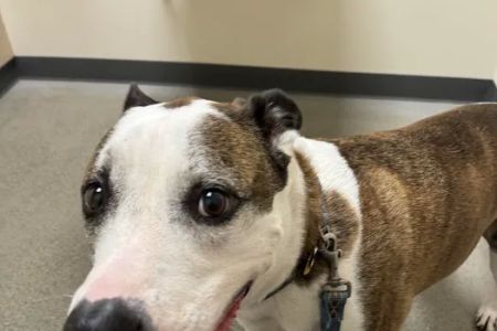 Vetco Total Care Animal Hospital