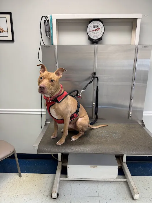 Monmouth Small Animal Hospital 7