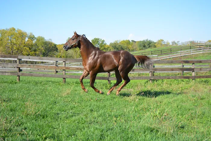Abraham's Equine Clinic 4