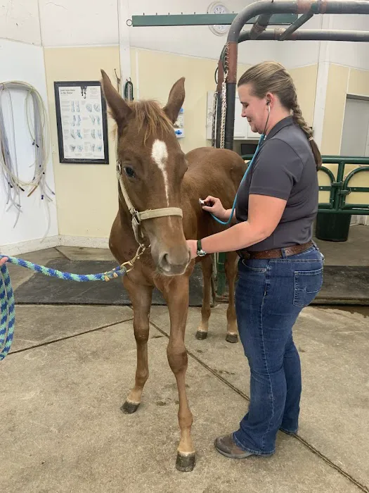 Abraham's Equine Clinic 2