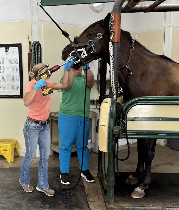 Abraham's Equine Clinic 1