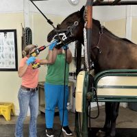 Abraham's Equine Clinic ico
