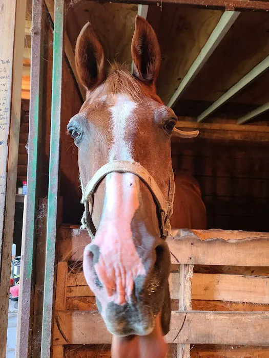 Abraham's Equine Clinic 6