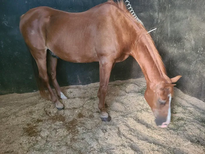 Abraham's Equine Clinic 5