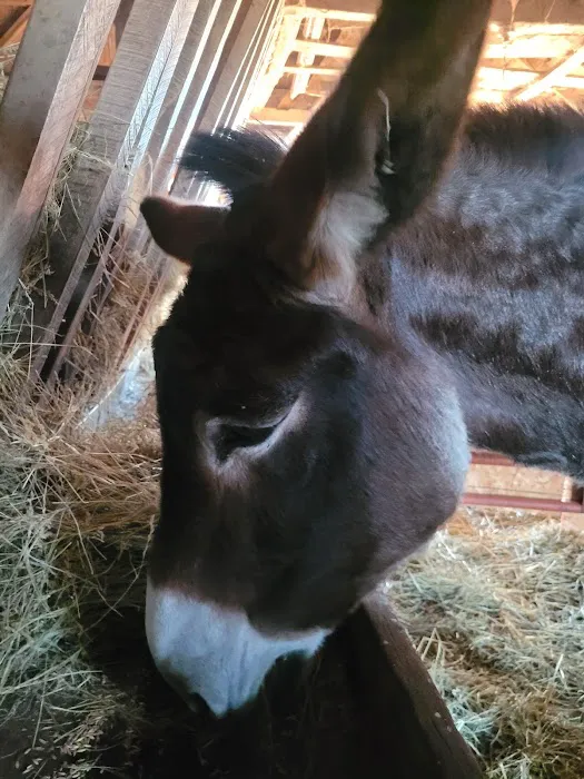Abraham's Equine Clinic 9
