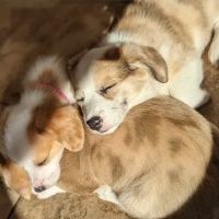 Marion Animal Hospital ico