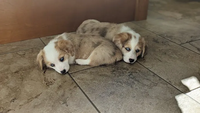 Marion Animal Hospital 7