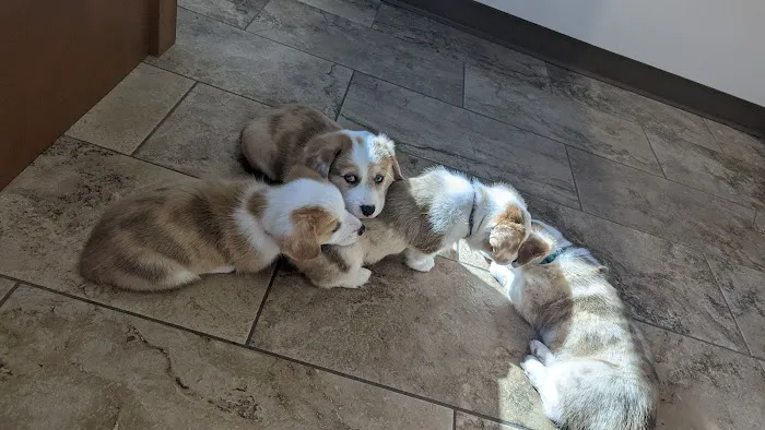 Marion Animal Hospital 6