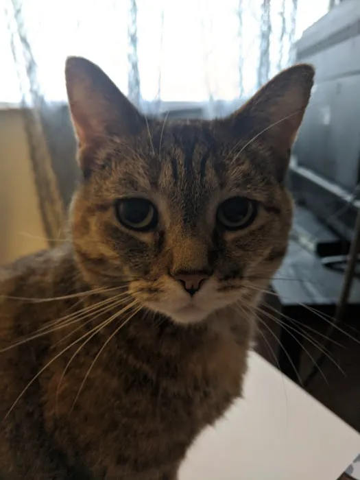 Linn Animal Hospital Marion 12