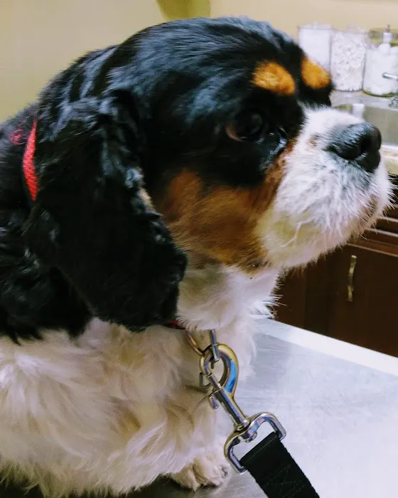 Linn Animal Hospital South 12