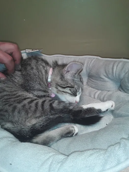 Linn Animal Hospital South 12