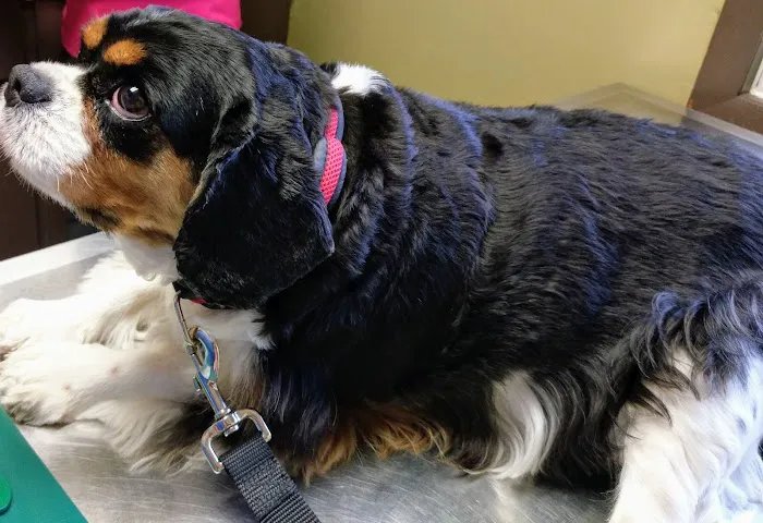 Linn Animal Hospital South 12
