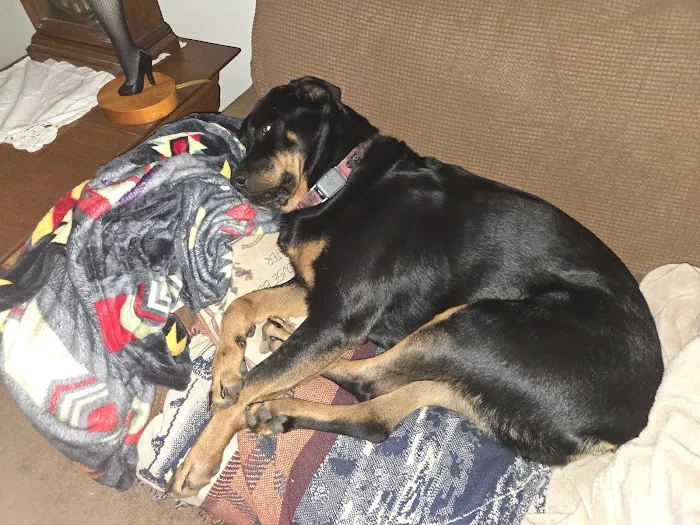 Linn Animal Hospital South 12