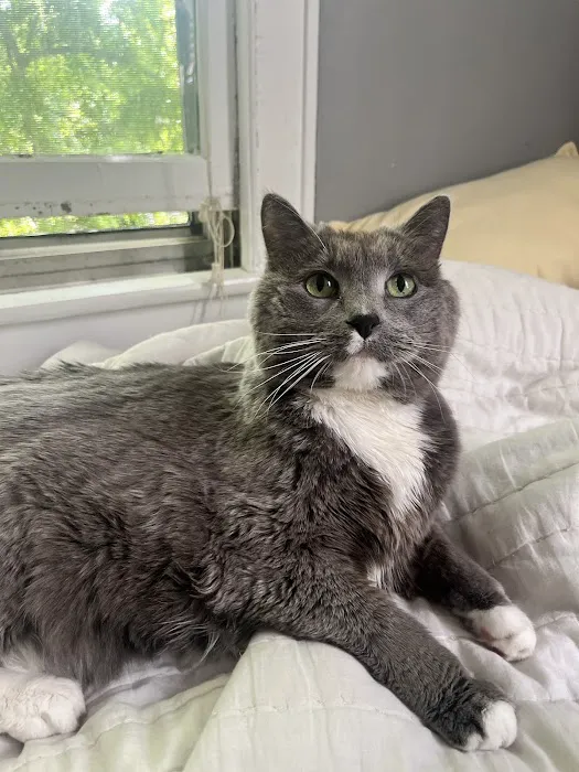 Cat Clinic of Iowa City 6